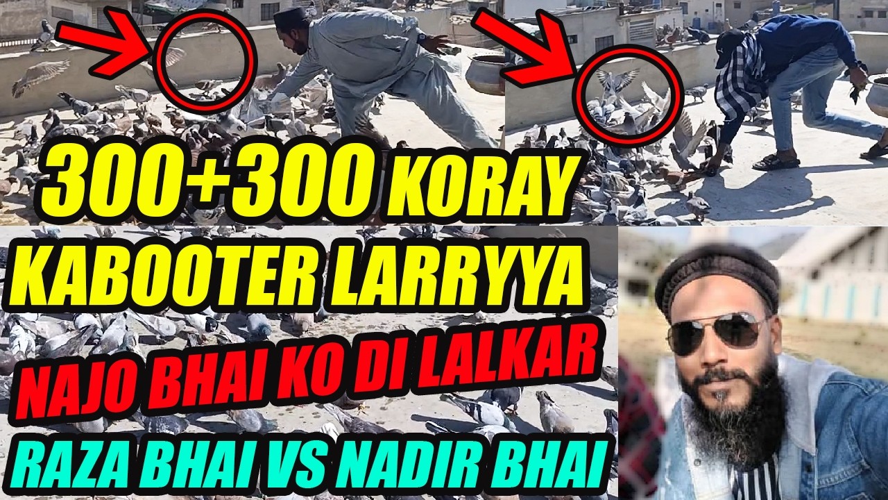 300+300 Gola Pigeons Fight DAY-2 Khol Band 300+300 Koray Kabooter Larrayya Raza Bhai VS Nadir Bhai
