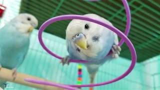 Teenager Budgies Playing