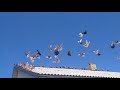 Мои николаевские голуби (само тренировки) 🕊