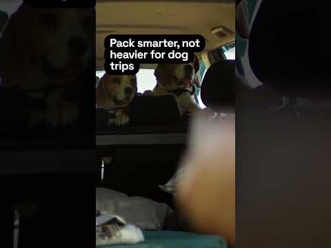 Smart Packing Tips for Your Dog’s Kit