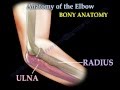 Anatomy Of The Elbow, Animation - Everything You Need To Know - Dr. Nabil Ebraheim