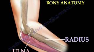 Anatomy Of The Elbow, Animation - Everything You Need To Know - Dr. Nabil Ebraheim