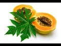 Benefits Of Papaya Leaf