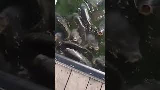 at Stockton Lake Missouri at a Marina fed these guys