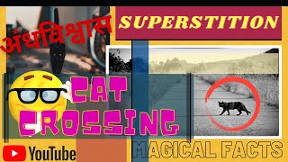 Cat crossing Your Path Superstition Truth behind Superstitions