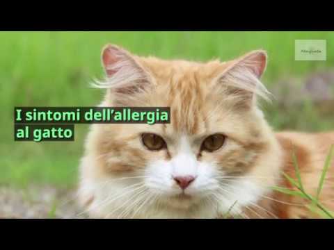 Video: Allergie Ai Gatti: Sintomi E Trattamento