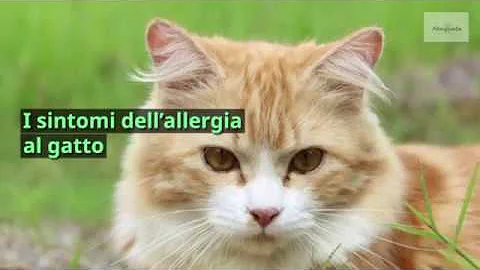 Come si fa a capire se si è allergici ai gatti?