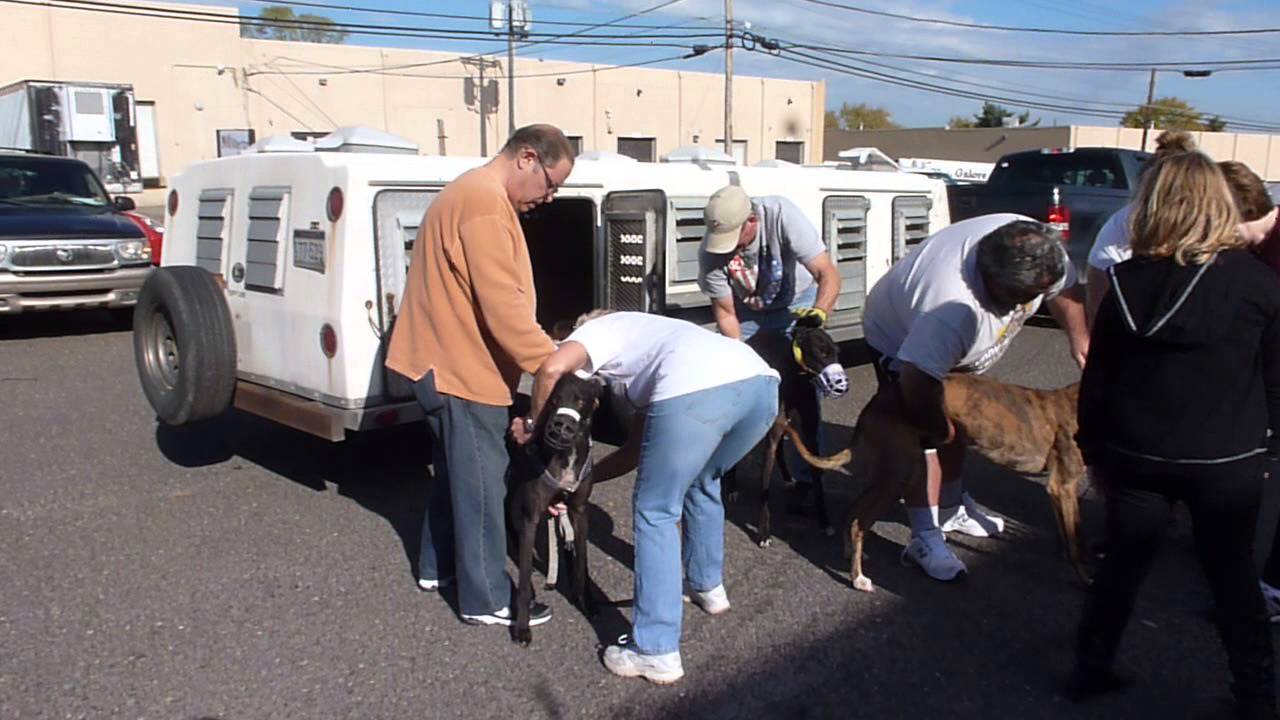 Greyhound Angels Mobile, Alabama Haul Nov 2, 2013 YouTube