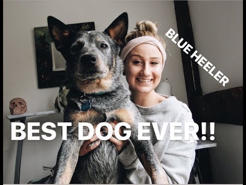 australian-cattle-dog:-everything-you-need-to-know-about-blue-heelers