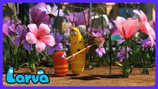 Larva - Can Can Dans! | Kindertelevisie | WildBrain Tekenfilm Stad