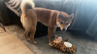 puppy Shiba Inu Maki wants to play and relax
