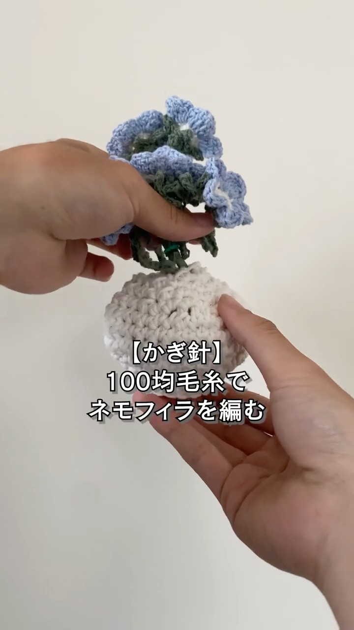 Nemophila flowers that are in bloom all year round thanks to