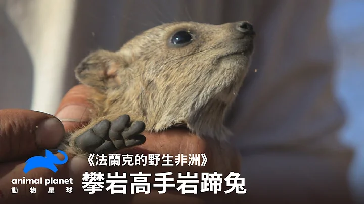 攀岩大師岩蹄兔｜法蘭克的野生非洲｜動物星球頻道 - 天天要聞