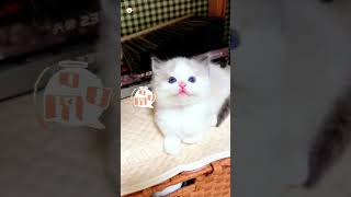 Cute Kittens❤️【167】#Shorts #Cutecat520 #Cat #Kittens #Pets