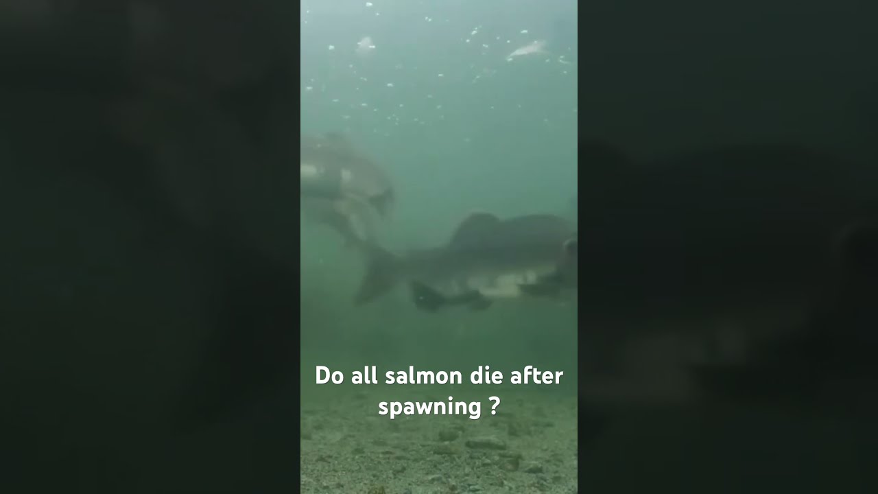 Do All Salmon Die After Spawning Fishing