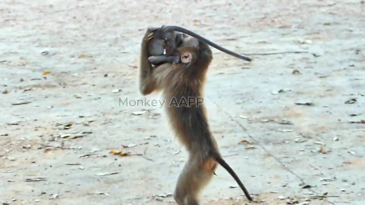 Copy of LIVE: Adorable Baby RAIN Tries Walking on Two Legs While Mama Stays Nearby 💛🐒