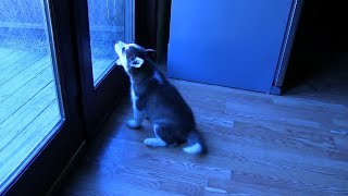 Husky Puppy REALLY Wants to go Outside and Play!