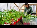 Growing Food for the Year | Gardening in Alaska