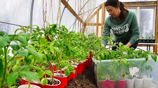 Growing Food for the Year | Gardening in Alaska