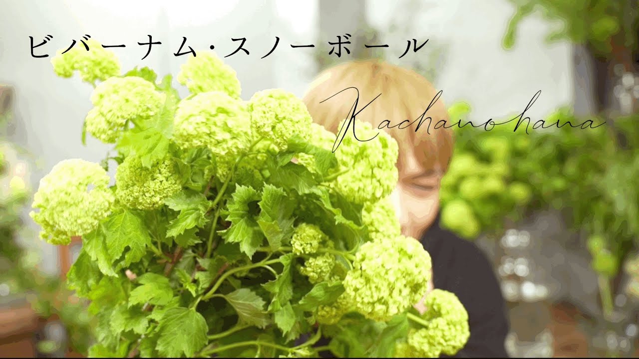花屋】大好きビバーナムスノーボールの魅力と解説 - YouTube