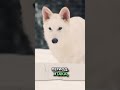 Учени върнаха изчезнал вид вълк, живял преди 10 000 години!... #Shorts #inspire.stories_facts