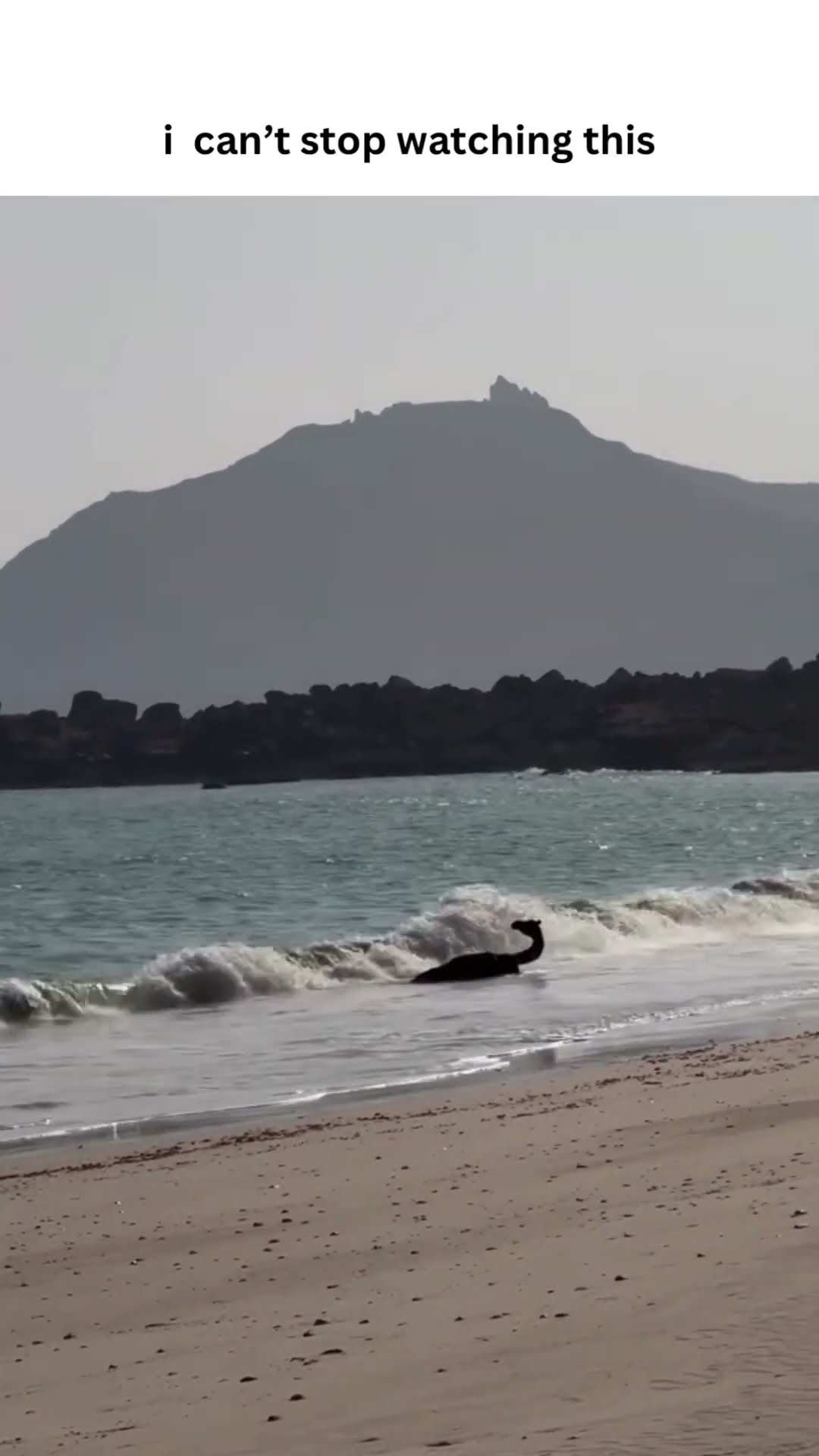 Prvnci like this not no drill there’s a camel in the water