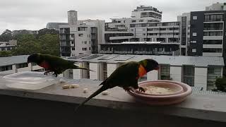 wild rainbow Lorikeets นกแก้วสายรุ้ง 🌈