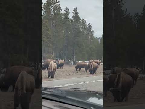 First Yellowstone Bison Of The Season On The Highway! #yellowstonenationalpark #yellowstone