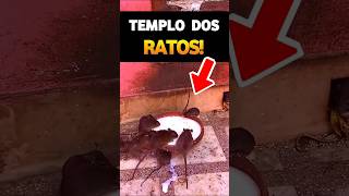 TEMPLO DOS RATOS! #shortsvideo #youtubeshorts #videoshort