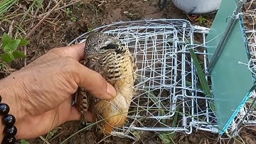 bẫy chim cút quá nhanh.minh ngọc 0786952072.