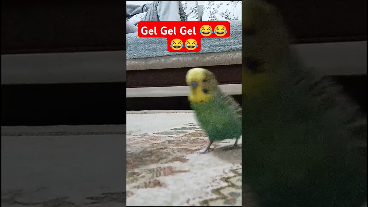 Telefonun Peşinden Koşuyor 😂 #muhabbetkuşufıstık #muhabbetkuşu #muhabbetkuslari #birds #budgie