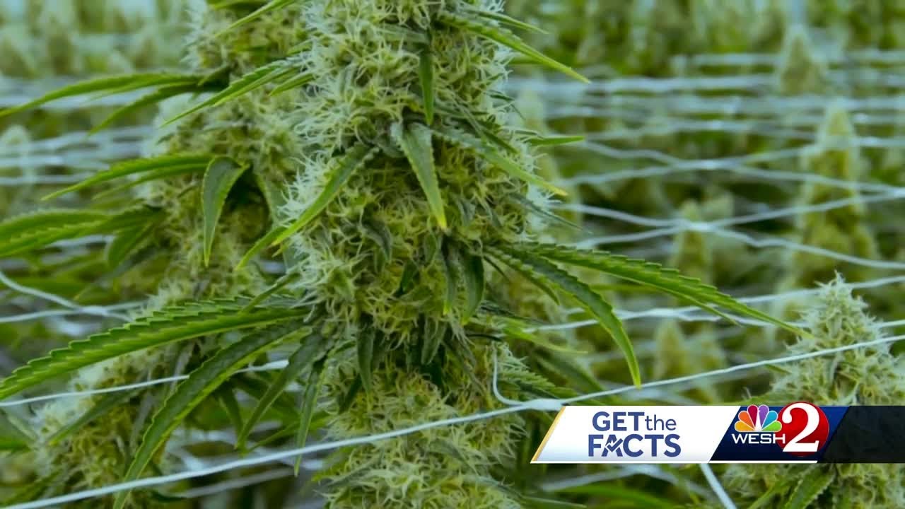 Fact checking a 'Vote No On 3” ad against recreational marijuana in Florida