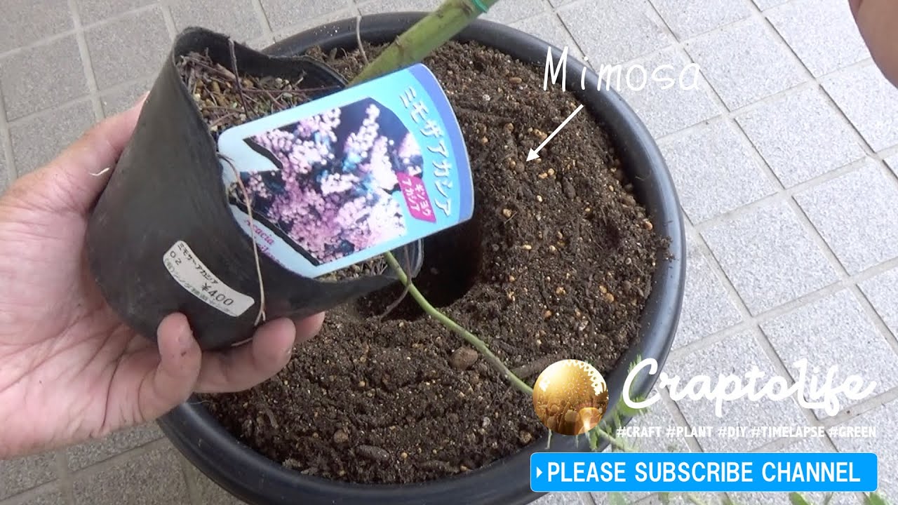 ミモザ鉢植えする方法 育つのが早く大きい菊鉢を使います 土はビバホームの安い土を使用 Youtube