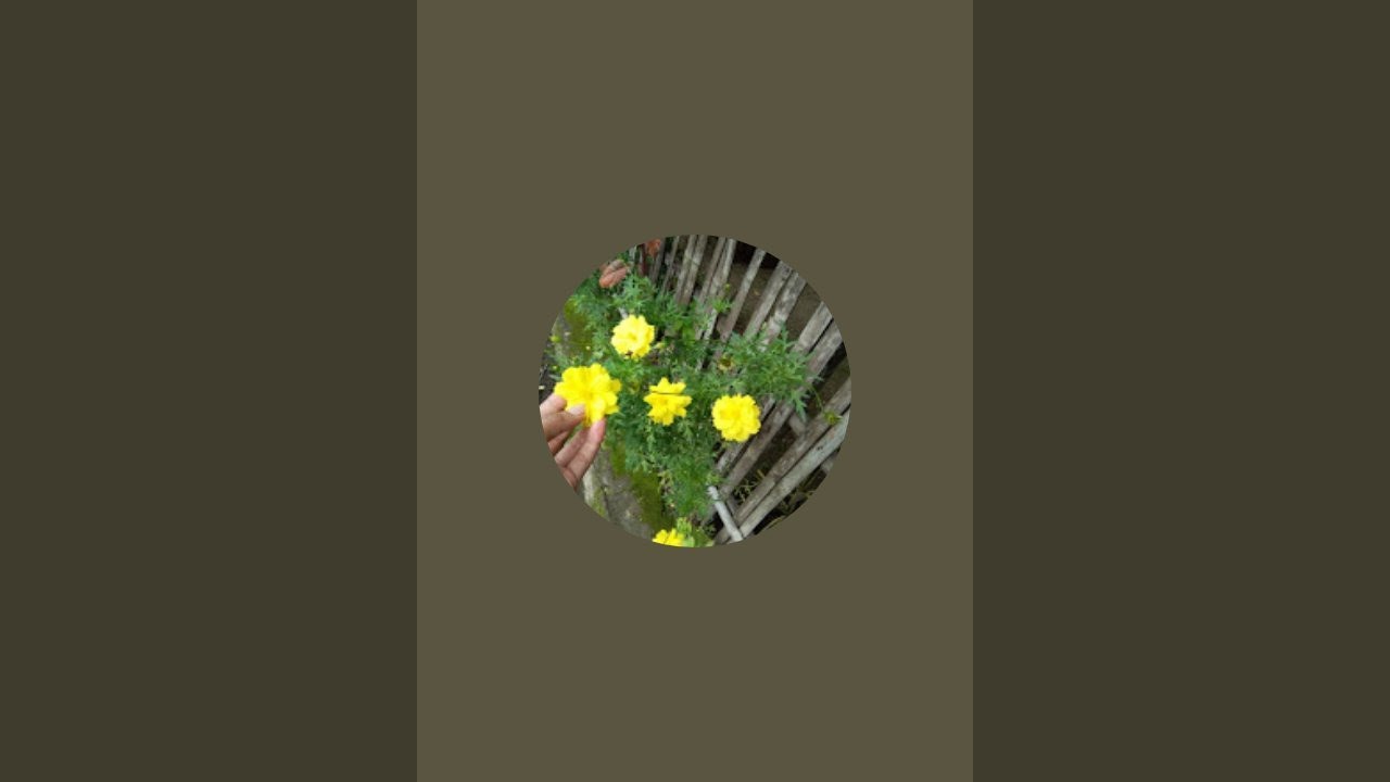 lmn gaming sedang live sekarang!