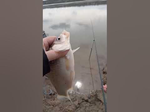 Pescuit Salcia, Mehedinți, 3 aprilie 2023 Partea 5! YouTube