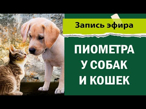 Пиометра у собак и кошек  ветеринарная клиника