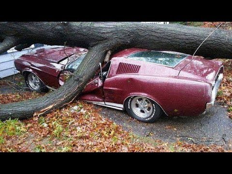 top-5-cutting-down-tree-fails-caught-on-camera
