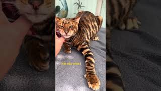 Is That a Tiny Tiger?! Meet the Toyger Cat That Thinks It’s Wild 😼🐯✨