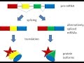 mRNA Splicing: Alternative Splicing...