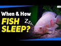 Understanding Sleep Patterns in Animals