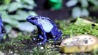 Les Dendrobates
