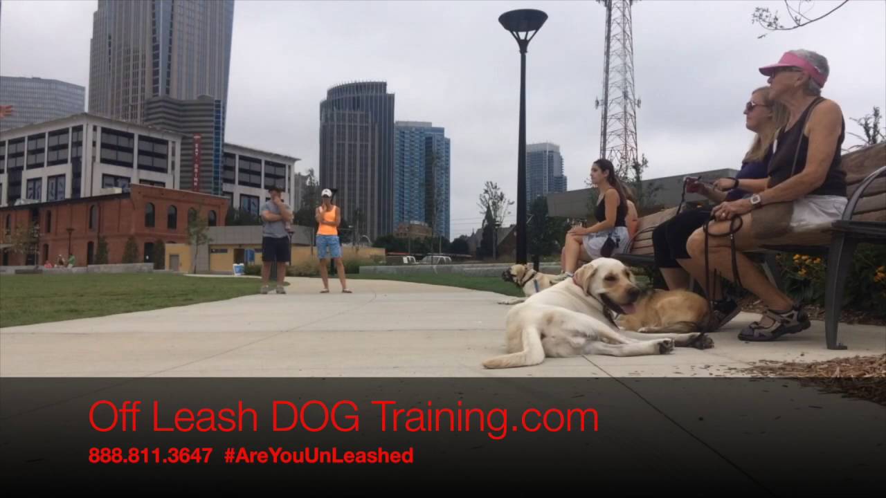 Off Leash Dog Training Charlotte Downtown MeetUp YouTube