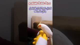 ترويض كوكتيل وحشي/ترويض كروان شرس جدا/كويكي/كوكي/يوميات طيوري/الباذجي/ببغاء الدرة/كاسكو/ هل/كيف/ماذا