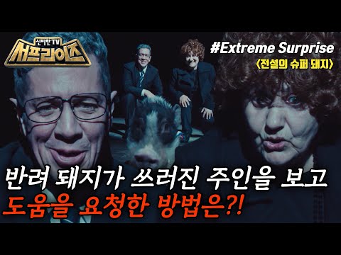 [신비한TV 서프라이즈] 육아 난이도 극상의 슈퍼 돼지 룰루가 <strong>황금</strong> 영웅 메달을 받은 사연은?!🐷, <strong>MBC</strong> 240107 방송