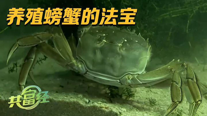 他从湖泊里捞出千万财富！看养蟹高手分享独有经验：把螃蟹养好的“秘密武器”竟然是水草？|“共富经”20230704 - 天天要闻