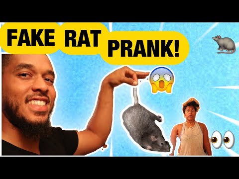 fake-rat-prank-on-girlfriend