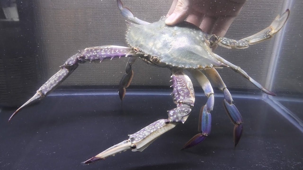 鮮魚コーナーのカニをペットにしてみたら腐り始めてしまいました アクアリウム Youtube 鮮魚コーナーのカニをペットにしてみたら腐り始めてしまいました アクアリウム Youtube