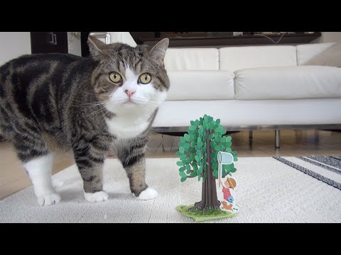 まるの誕生日カウントダウン動画１0。-Maru's Birthday Countdown Video10.-