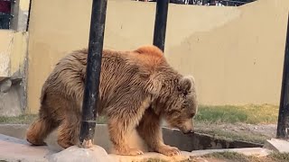 Brown Bear Video Bear Sound Roar Meme