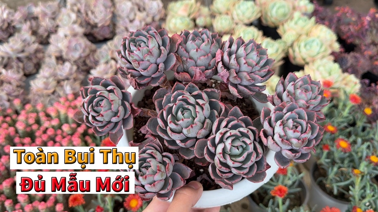 Thêm bụi thụ thêm sen mới để dành cuối tuần ngắm | succulent Gia Nghia